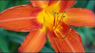 Shushan Daylily Fritters: From Front Porch to Fryer
