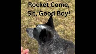 Video preview image #1 Mutt Puppy For Sale in Emmett, ID, USA