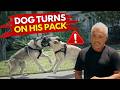 Why Dogs Escalate When Humans Don T Set Boundaries Better Human Better Dog S03E08