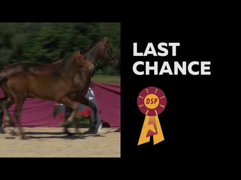 Trailer der DSP-Fohlenauktion Last Chance in Darmstadt-Kranichstein 2017