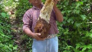 One Weekly Gun - Magic Mushroom