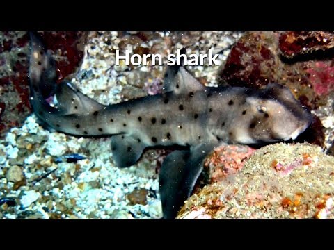 download lagu mp3 mp4 Horn Shark Price, download lagu Horn Shark Price gratis, unduh video klip Horn Shark Price