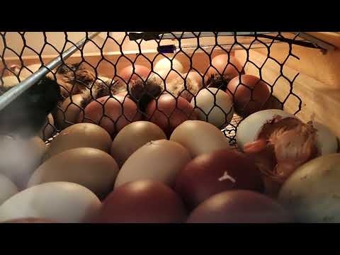 Schlupftag  der  Hühner Küken 🐤🐣🐣🐣🐣🐤🐤🐣🐤🐣🐤