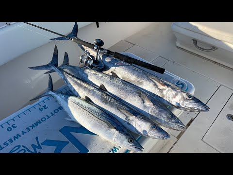 Light Tackle Mackerel Fishing | Non-Stop Action - CCC