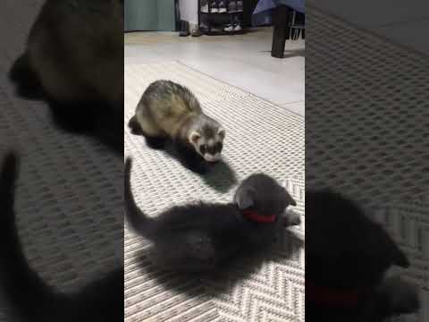Peter & Diego fight #cat #catlover #fight #polecat #fitcrew #dihor #pisica