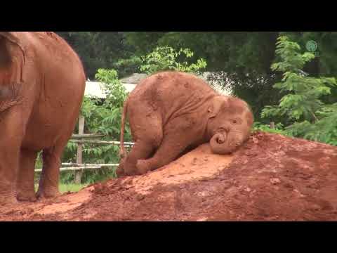 Pure joy of Wan Mai playing with mud while her mother and nanny are doing the daily routine.