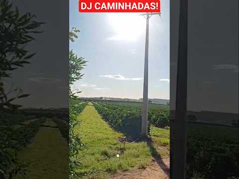 POMAR DE #LARANJA 🍊 #ALTO PARANÁ PR.