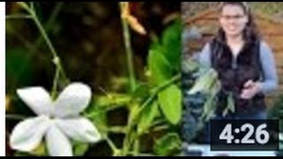 01 , Harvesting Jasminum Grandiflorum seeds, Culegand seminte de Jasminum Grandiflorum