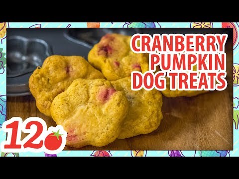 download lagu mp3 mp4 Cranberry Dog Treats, download lagu Cranberry Dog Treats gratis, unduh video klip Cranberry Dog Treats