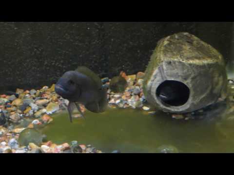 lumphead shellies 2019 7 22