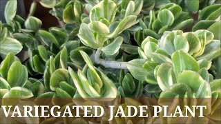 HOW TO PROPAGATE AN ELEGANTLY BRANCHED SUCCULENT,  VARIEGATED JADE PLANT THRU STEM CUTTING  #69