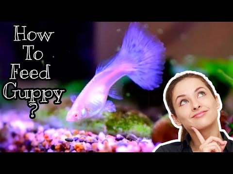 HOW to FEED your Guppy?? Everything you NEED to Know IN One VIDEO! |Fish Keeping tips|