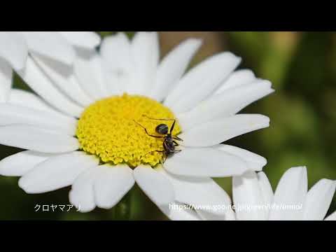 4月27日の庭の虫　R5Mk2