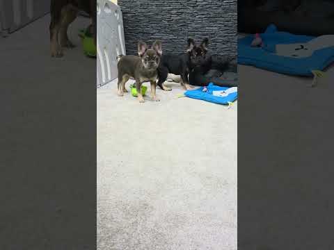 Video 5