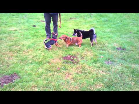 Hundeschule Dog Campus - Spass muss auch sein...