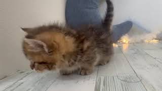 マンチカンの動画01