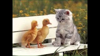 44 GATTI - PICCOLO CORO