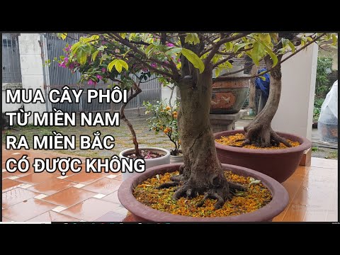 🔴 QBS23370 - CÓ NÊN MUA CÂY MAI PHÔI TỪ MIỀN NAM RA BẮC TRỒNG KHÔNG | MUA CÂY MAI PHÔI TỪ  MIỀN NAM