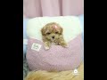 It S GiGi The Teacup Maltipoo