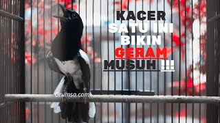 Download lagu KACER MANA YANG NGGAK BAKALAN EMOSI DAN TARUNG PAN... mp3