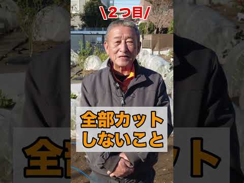 菜園の輪作計画：メリットは何ですか？  庭園