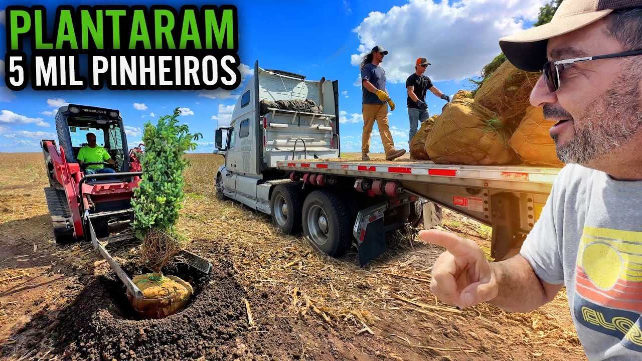 CARREGOU ERRADO POR ISSO ME FERREI- ELES VÃO PLANTAR 5 MIL PINHEIROS 🌲
