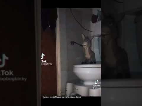 Che burro jaja #terror #miedo #reacciones #humor #juaan #Videodeterror #Sustos #fnaf #noche #JUAAN