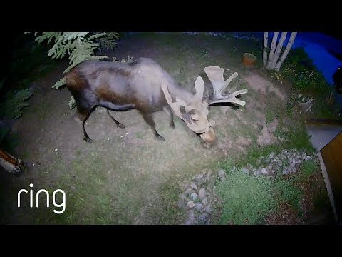 Bull Moose Tromps Through Man’s Yard | RingTV