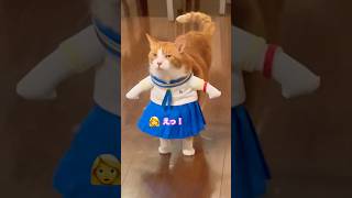 走るのが遅い猫だけが見える世界は美味しいにゃ、へへへっ #cat #猫のいる暮らし #ねこにきいてみた