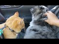 Orange Tabby Cat Try To Mingle With Dog And Cat Buddy Cat Pets