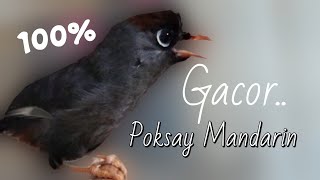 Download lagu Poksay Mandarin Gacor Ribut & M4rah,paling ampuh buat Pancingan Pikat,Karo Suara Burung mp3