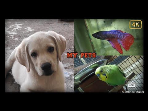 My all pets | Labrador | | buggies | | fishes / ANBU THE PETS AN FISH /