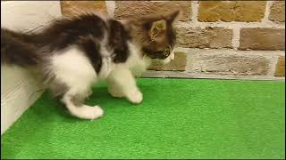 メインクーンの動画01