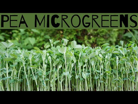 How to Grow Pea Microgreens at Home