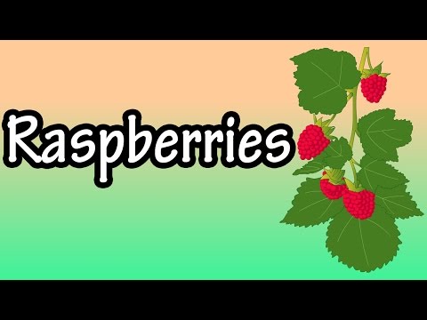 Health Benefits Of Raspberries - Raspberry Nutrition