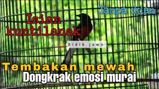 Download lagu Tembakan murai batu isian mewah KUNTILANAK GEREJA KAPAS TEMBAK SIKATAN LONDO - masteran murai batu mp3