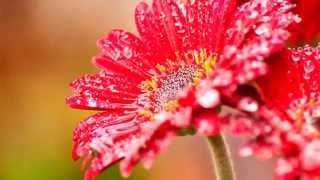 Lover, Come Back to Me, Jean Paques e sua orquestra