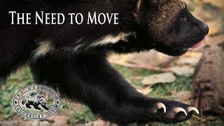The Need to Move - The Wolverine Foundation