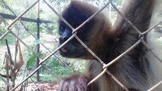 preview picture of video 'Voluntarios, Marcel y monos araña. Volunteers, Marcel and spider monkeys. Costa Rica.'