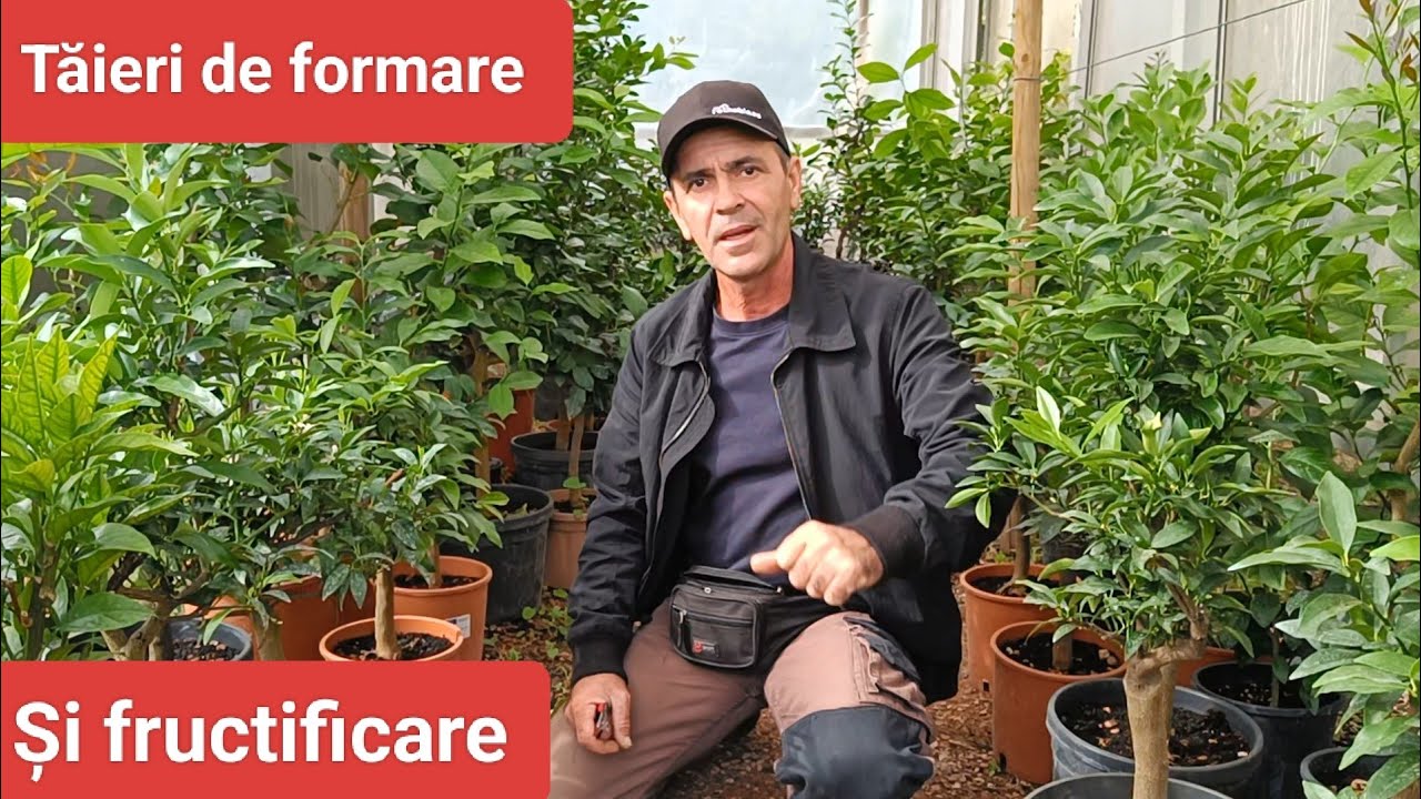 Cum taiem planta de lămâi -Tutorial