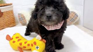 トイプードルの動画01
