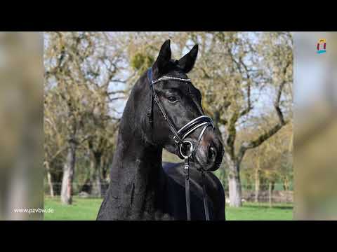 Fantastico *2018 v. Foundation x Dauphin