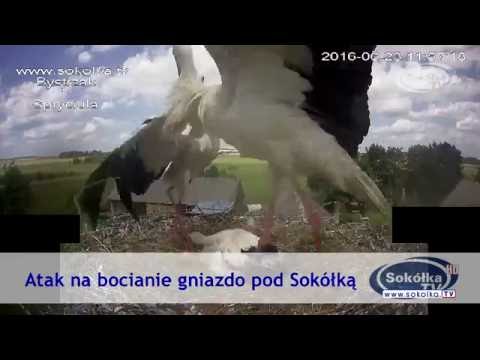 Atak na bocianie gniazdo pod Sokółką
