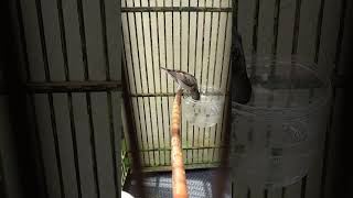 Download lagu Konin Betina Dewasa. #AF1 mp3 Download lagu Konin Betina Dewasa. #AF1 mp3