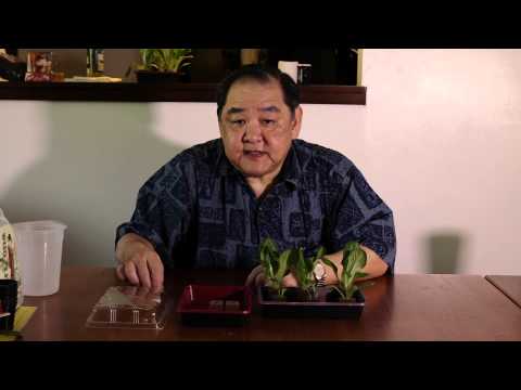 DIY Milk Carton Hydroponics