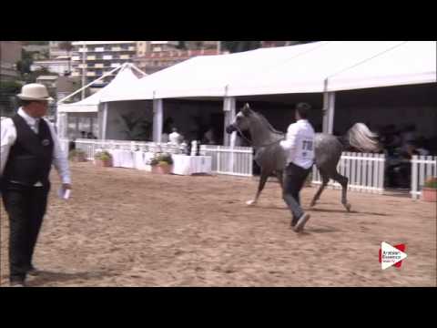 N.118 BEBARS AL FARIDA - Menton 2015 - Colts 3 years old (Class 8)