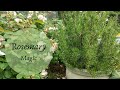 The Magic of Rosemary