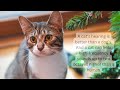 Cats Just Wanna Have Fun Shorts Cats Funnycats