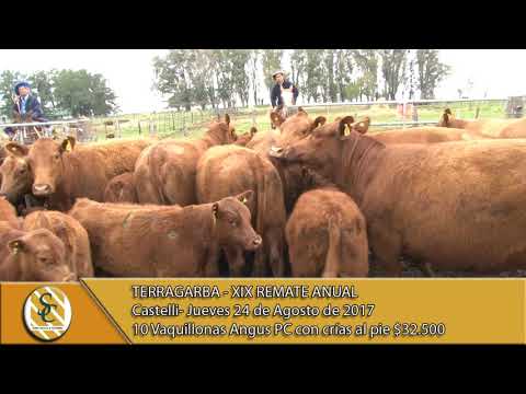 24-08-17 Venta Vaquillonas Angus P.C Preñadas y Paridas - Terragarba - Castelli