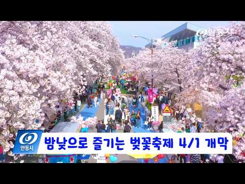 [안동 현장 리포트] 3월 20일, 밤낮으로 즐기는 벚꽃축제